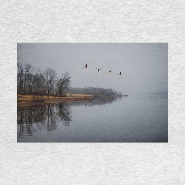 Canadian Geese In Flight by JimDeFazioPhotography